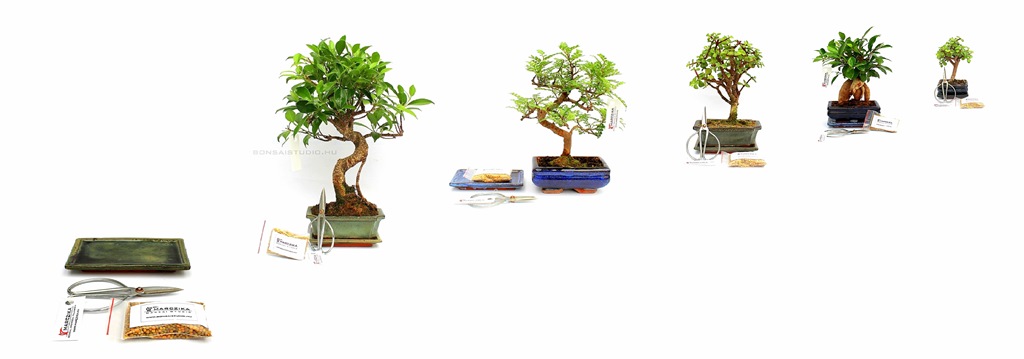 bonsai ajandek csomag vasarlasi lehetoseg belteri bonsai fakbol bonsai olloval